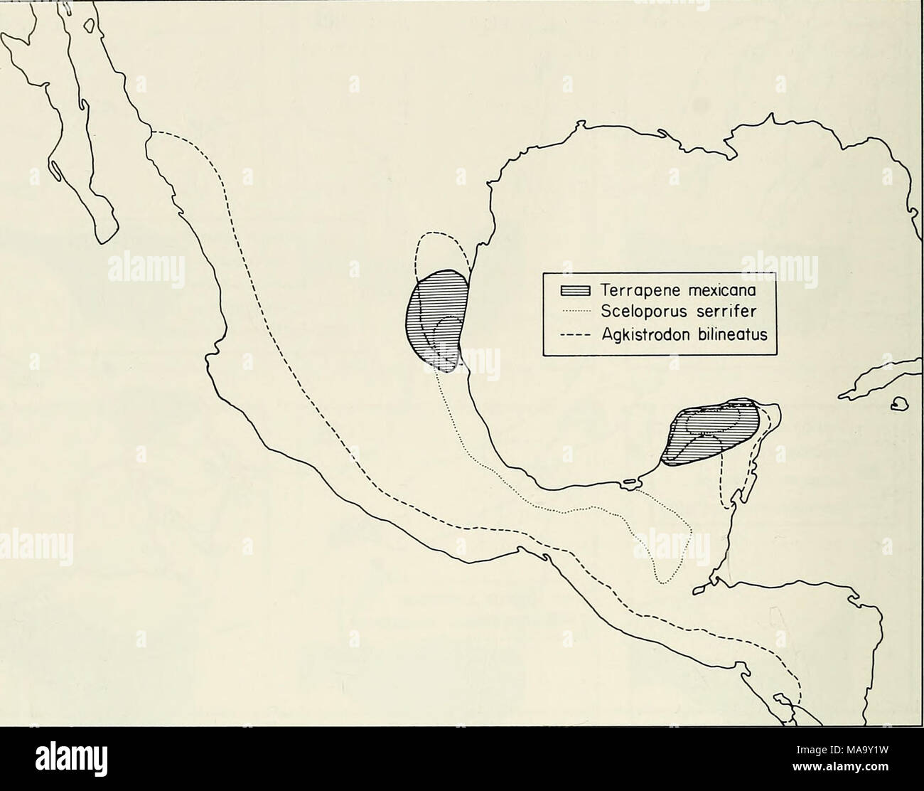 . Un ecogeographic l'analyse de l'herpétofaune de la péninsule du Yucatan . Fig. 22.-l'Yucatan-East profil de distribution au Mexique. Des distributions de la péninsule sont approximatives. tus), paires de sous-espèces (p. ex., mexicana Terrapene ijucatana et T. m. mexicana), et des populations montrant peu ou pas de dif- ferentiation ehraccata (p. ex., Hyla). Par- simony nécessite l'hypothèse que l'ancêtre commun de chaque paire habité un environnement similaire à celui actuellement occupée par ses descendants. Par conséquent, nous pouvons déduire que des populations isolées vivant dans des habitats semblables vouloir dire un plus large Banque D'Images