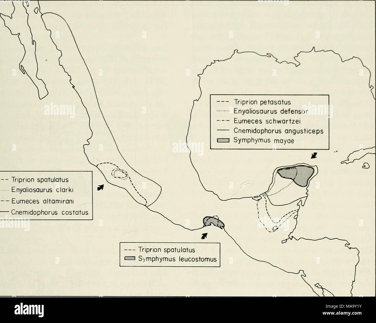 . Un ecogeographic l'analyse de l'herpétofaune de la péninsule du Yucatan . Triprion spatulatus Enyaliosaurus clarki Eumeces altamirani Cnemidophorus costatus Fig. 21.-l'Yucatan-West profil de distribution au Mexique. Des distributions de la péninsule sont approximatives. limites de cette espèce mésophile. Ainsi, deux espèces adaptées à mésiques sont confinés à l'extrémité nord de la péninsule, mais ont leurs proches dans les secteurs plus humides au sud. Une autre espèces, probablement mésophile, existaient à l'extrémité nord de la péninsule jusqu'à quelque temps dans le Pléistocène. Ce qui précède la distribution Banque D'Images