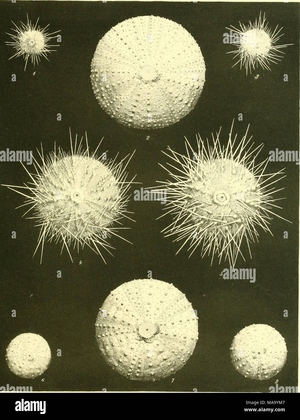 . TrUv Echinoidea .^n. Silhut^t' d*.l S. lUJu 'â- /{pfUrsÃ J©Tl^ «fn/k f. hijfi iirins.'iicr/rororifi/iix /i.(j,ns/i 2 J. J-7 / :'r/i/nris . !/i/'/'iiit.s- ns â /' Banque D'Images