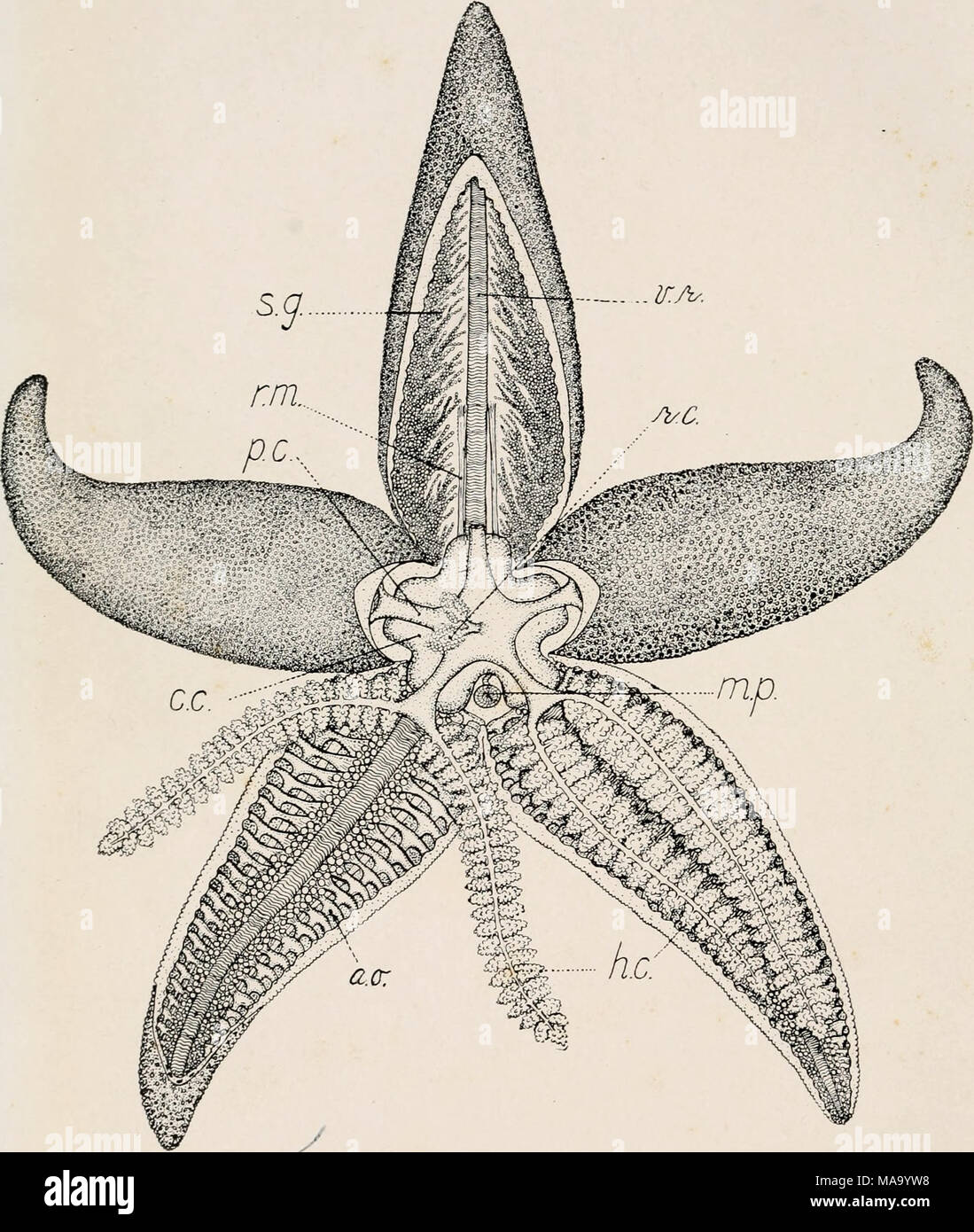 . Les échinodermes du Connecticut . Assiette]C. Anatomie de l'étoile, Asterias vulgaris. ( Les deux tiers de la taille naturelle). Banque D'Images