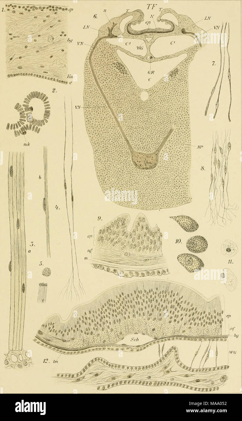 . (Echinodermen Stachelhäuter) . iV/ ;. Öieseckf. 4, Duoritni Banque D'Images