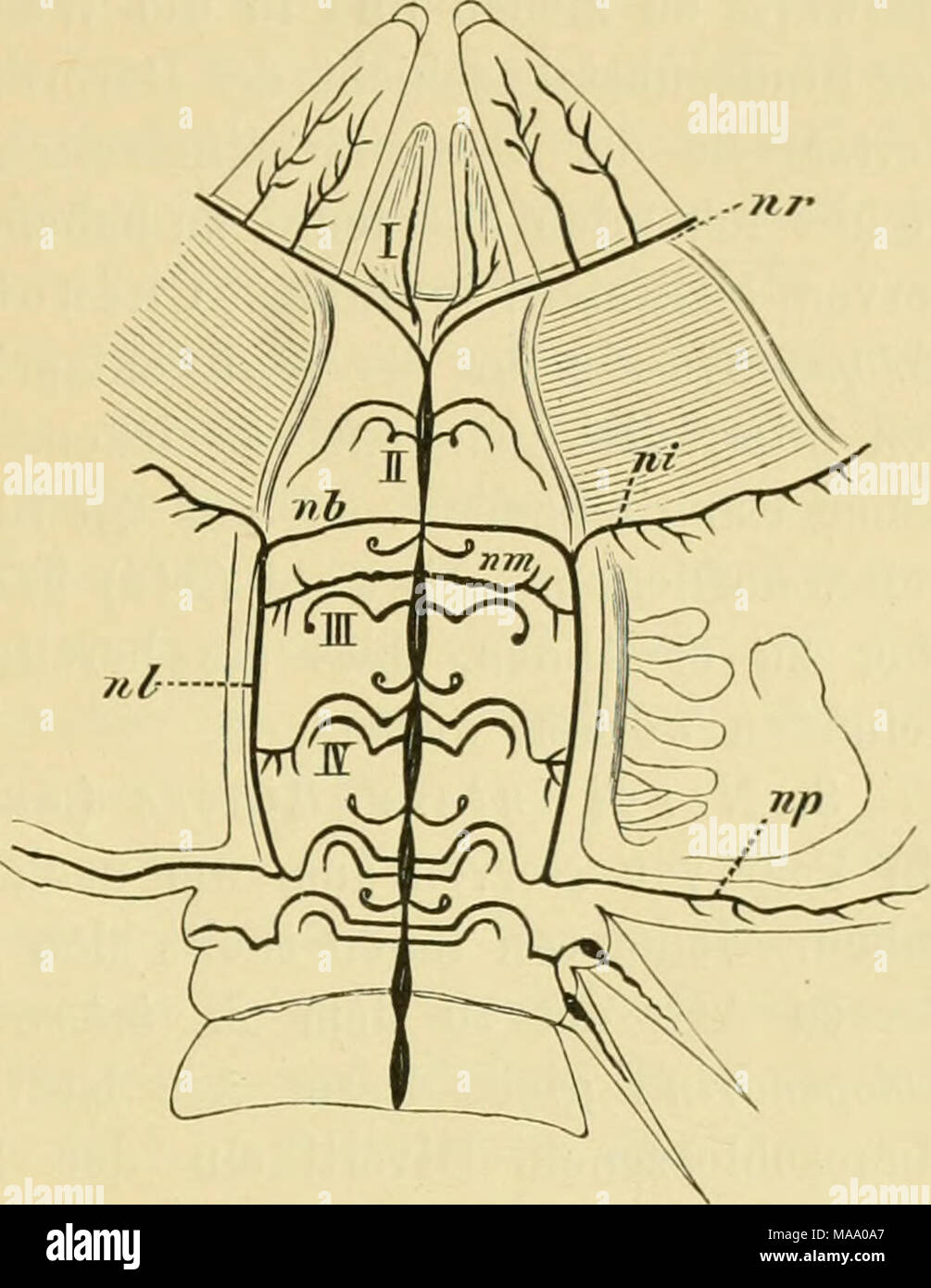 . (Echinodermen Stachelhäuter) . Schema des Nervensystems von Oi)hiothrix fragilis dans der Scheibe und im Beginn eines Armes nach Cuenot. n° Kingnerv, I, II, III, IV die ersten vier Paare der N. pedales, N.-B. Ludwig der'sehe Bursalnerv Lateralnerv, wZ, aboraler Moujafa peripherer np des Scheibenrandes interradiär Moujafa gelegener, Ni, Mn N. intervertebralis. 3. Ringnerven entspringenden Nerven die vom der Scheibe. 1. Nervi pedales oris. Un Ringnerven denjenigen, Stellen des radiären Nervenstämme abzweigen wo die fünf Paare, treten aus, welche von Nerven zu den Mundfüsschen aus. Ihr Ursprung liegt d Banque D'Images
