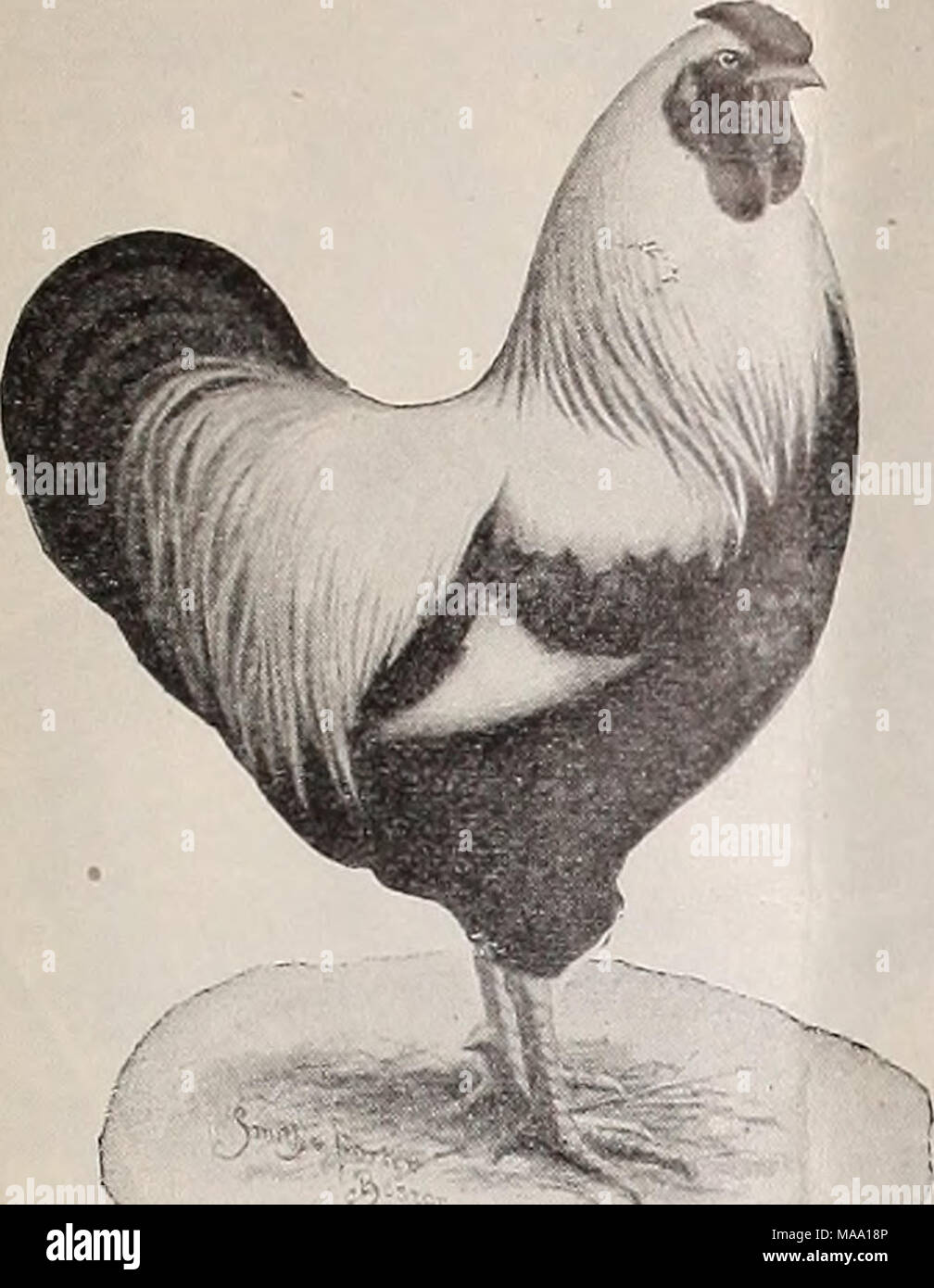 . L'poultryman . La propriété, icp4, par W, J, Stokes Cette race est devenu très populaire. La demande dépasse actuellement le sup- ply, et bon de commande des spécimens des prix élevés. Ils ont peu d'égaux dans leurs lignes, donnant le meilleur de satis- faction comme un tout autour de variété. Dans plu- mage elles ressemblent à l'Obscurité Brahma, les femelles sont crayonnés magnifiques. Ils portent bien l'accouchement et leur couleur les rend très souhaitable pour la ville plus fantaisistes, comme il est une ombre qui se dresse les plus difficiles. En tant que couches elles sont égales à toute la famille de Wyandotte. Ils sont très har Banque D'Images