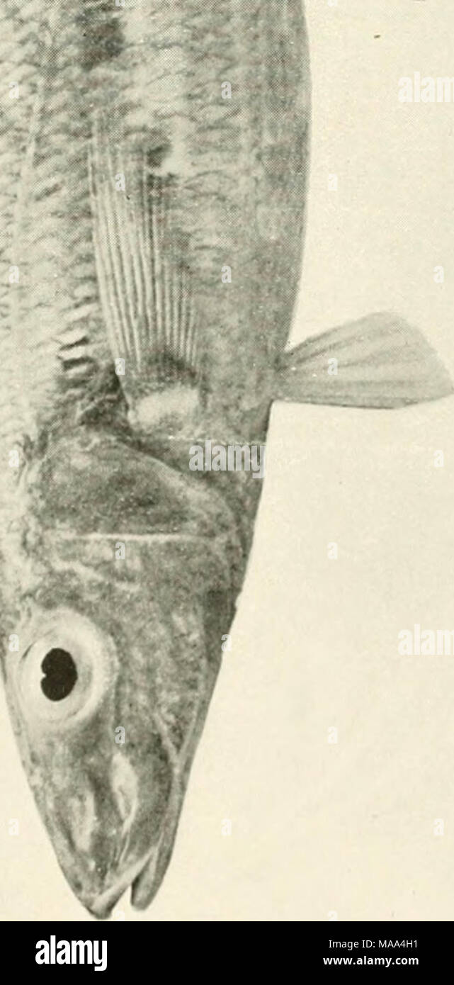 . Les poissons comestibles de Nouvelles Galles du Sud ; leur importance et leurs potentialités . o o o o CD Banque D'Images