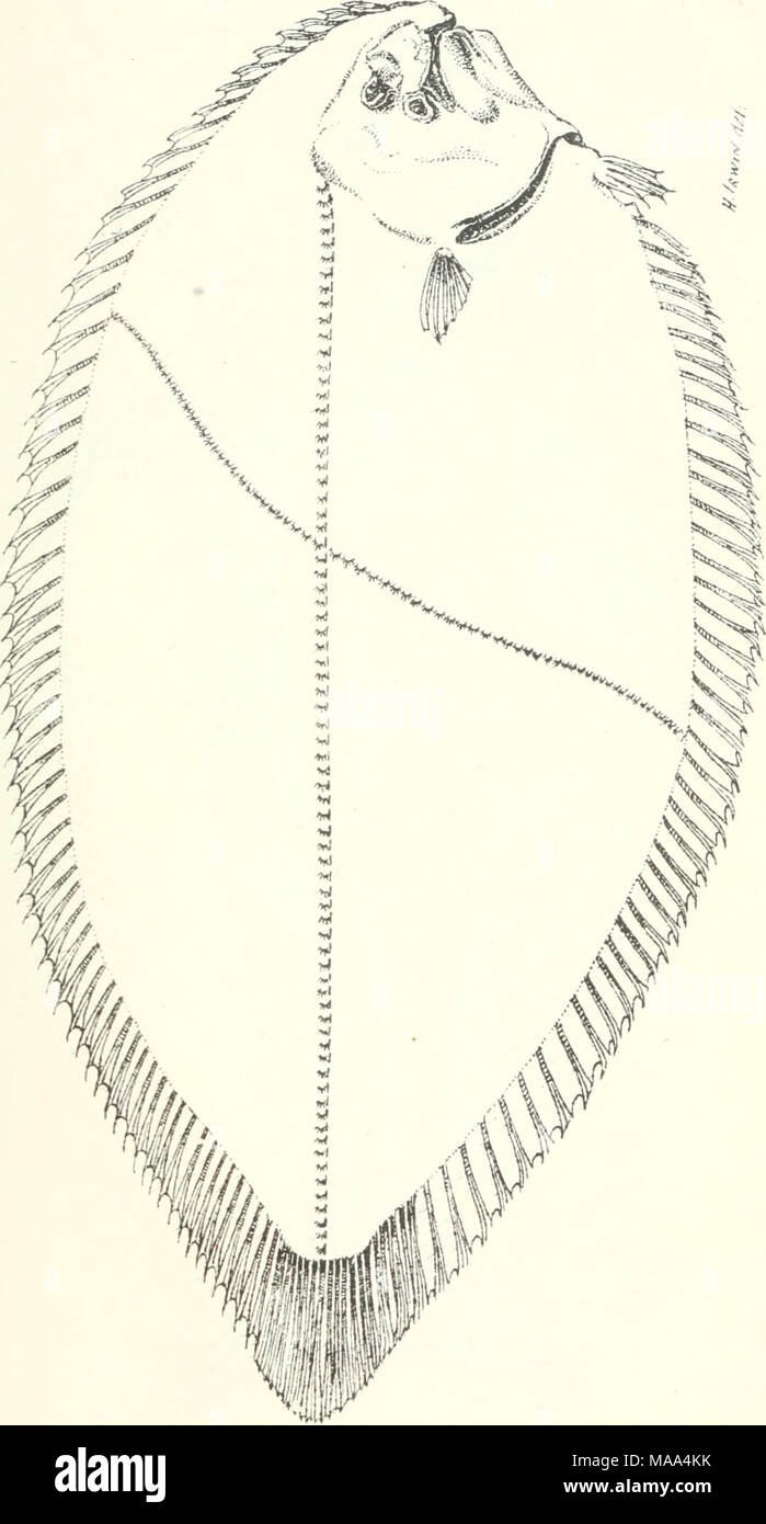 . Poissons et crustacés comestibles de la Nouvelle Galles du Sud . Banque D'Images