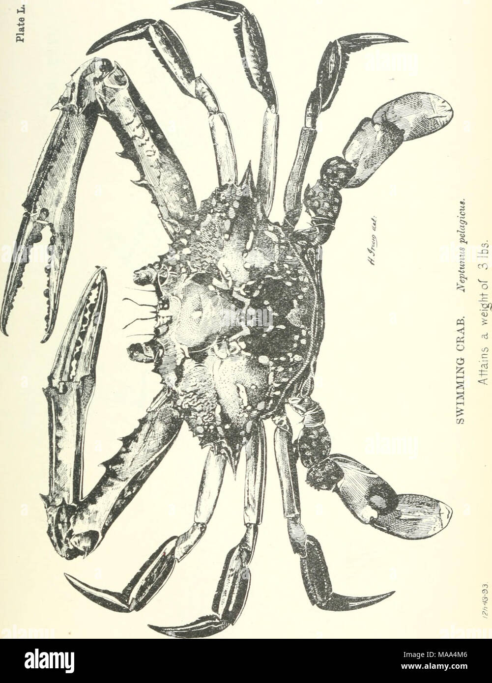 . Poissons et crustacés comestibles de la Nouvelle Galles du Sud . Banque D'Images