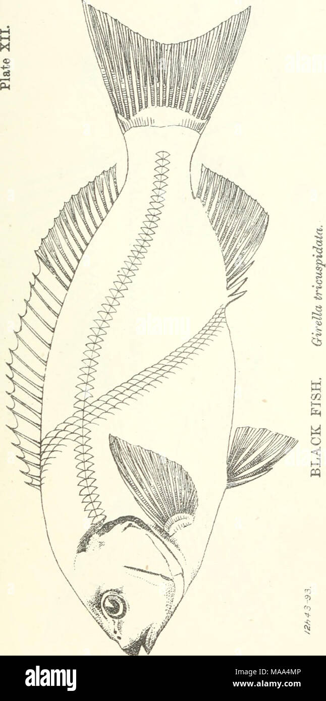 . Poissons et crustacés comestibles de la Nouvelle Galles du Sud . Banque D'Images