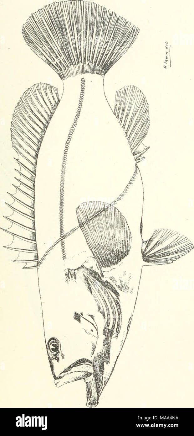 . Poissons et crustacés comestibles de la Nouvelle Galles du Sud . Banque D'Images