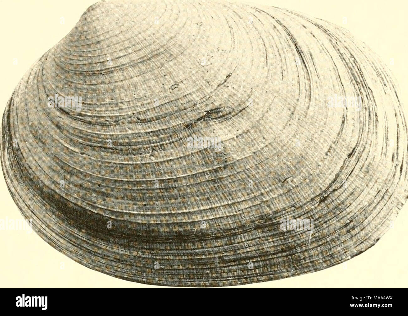 . Les palourdes, les moules et les pétoncles de Californie . Banque D'Images