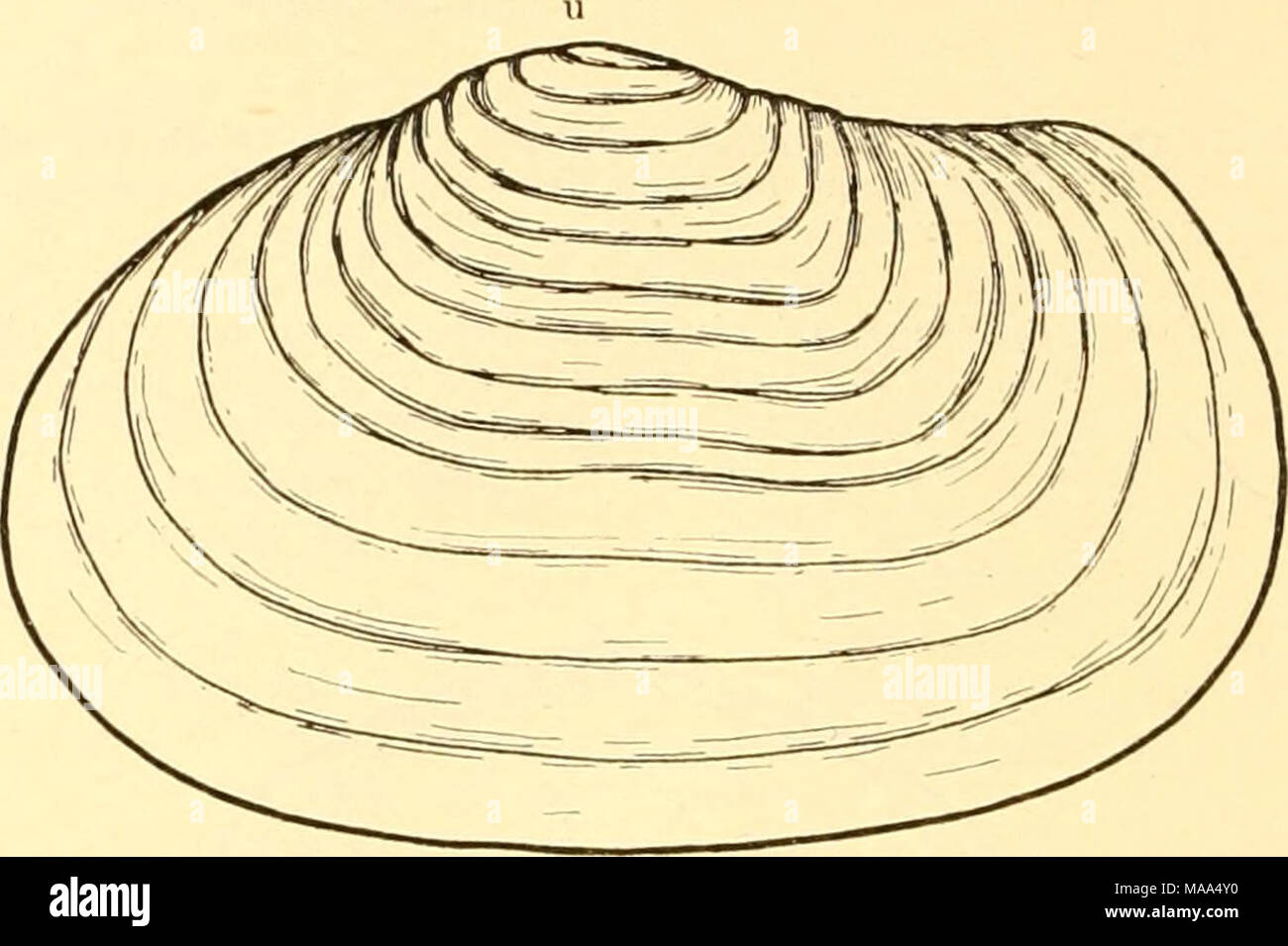 . Les palourdes, les moules et les pétoncles de Californie . Fig. 13. Panope gcnerosa. F.xterior de gauche. Un lTalf natviral-taille. Le ligament externe, f. Shell a pas sensiblement agrandi (pas de longueur égale à trois fois la largeur) des animaux ; ne jamais déplacer librement vers le haut et vers le bas un burrow, g. Non exceptionnellement fin ni nettement béant à extrémité antérieure pour accueillir le pied, pas visibles, pas de périostracum nervure interne ; pas trouvé dans le sable clair sur les plages. Banque D'Images