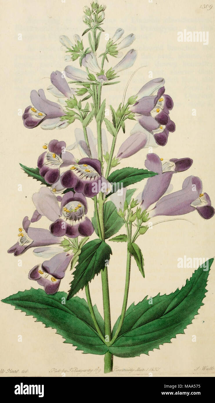 . Edwards' botanical register, ou jardin de fleurs ornementales, et le bosquet .. . , '^^si je t'il^- Ti Banque D'Images