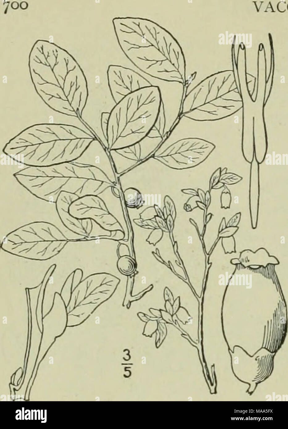 . Une flore illustrée du nord des États-Unis, le Canada et les possessions britanniques : de Terre-Neuve jusqu'au parallèle de la limite sud de la Virginie et de l'océan Atlantique à l'ouest jusqu'à la 102e méridien . VACCINIACEAE. Tome II. 4. Vaccinium ovalifolium J. E. Smith. Tall à feuilles ovales ou myrtille. Fig. 3262. Vaccinium ovalifolium J. E. Smith à Rees' Cyclop. 36 : n° 2. 1817. La dispersion d'un arbuste ramifié, 3°-i2° haut, les branches minces rameaux glabres ;, joints, angles fortement. Feuilles ovales, elliptiques ou court-petioled., glabres sur les deux faces, au-dessus de vert pâle, et les goélands benea reach Banque D'Images