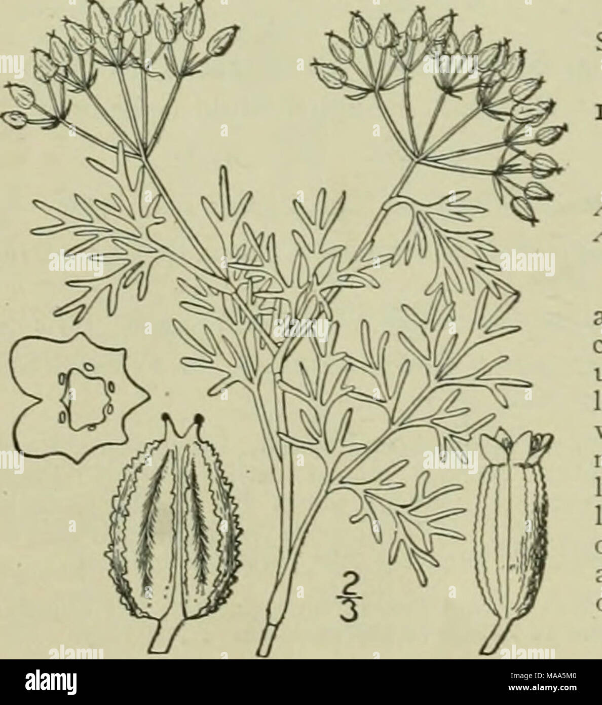 . Une flore illustrée du nord des États-Unis, le Canada et les possessions britanniques : de Terre-Neuve jusqu'au parallèle de la limite sud de la Virginie et de l'océan Atlantique à l'ouest jusqu'à la 102e méridien . iwn espèces, de l'southwesten au Mexique, les typiques. Ammoselinum Popei T. &AMP ; G. Sand du pape-persil. Fig. 3164. A. Popei T. &AMP ; G. CIP. R. R. 2 Rép. : 165. 1855. Apium Popei A. Gray, Proc. Am. Acad. 7 : 343. 1868. De façon diffuse une herbe ramifiée, 6'-j'^ élevé, les branches, les rayons de l'ombelle, et Pédi- cels, rugueux. Les feuilles du bas-petioled svelte, la partie supérieure de la sessi Banque D'Images