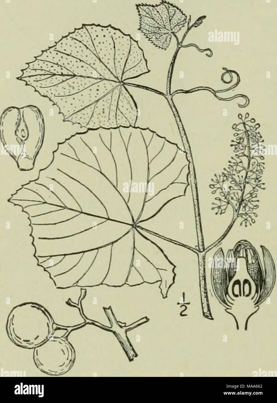 . Une flore illustrée du nord des États-Unis, le Canada et les possessions britanniques : de Terre-Neuve jusqu'au parallèle de la limite sud de la Virginie et de l'océan Atlantique à l'ouest jusqu'à la 102e méridien . I. Vitis labrusca L. Le nord de Fox- ou de prunes-raisin. Wild 'ine. Fig. 2830. J-Son Labrusca L. sp. PL 203. 1753- L'escalade ou de pied, souvent de hauts arbres croissant, parfois formant une tige d'un pied de diamètre ou plus, l'yoting des brindilles, des vrilles fourchues, les pétioles et les surfaces inférieures des feuilles densément pubescentes-rouille, surtout quand les jeunes. Lâche de l'écorce et la séparation en bandes ; nod Banque D'Images
