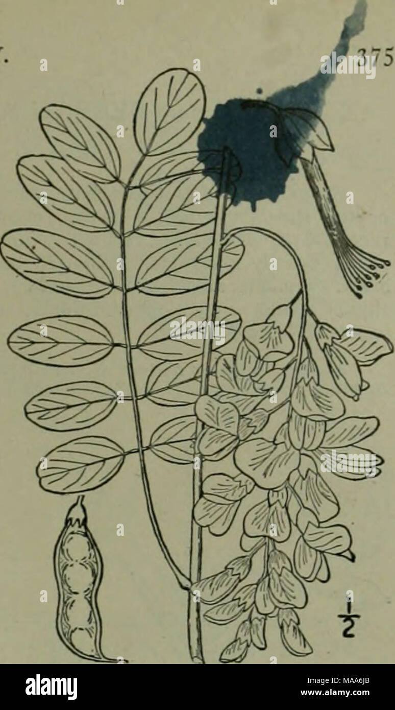 . Une flore illustrée du nord des États-Unis, le Canada et les possessions britanniques : de Terre-Neuve jusqu'au parallèle de la limite sud de la Virginie et de l'océan Atlantique à l'ouest jusqu'à la 102e méridien . 2. Robinia viscosa Vent. Criquet du miel ou moite. Acacia Rose. Fig. 2527. Riscosa Robinia évent. Hort. Cels, pi. 4. 1800. Un petit arbre, à écorce rugueuse, hauteur maximale d'environ 40° et 10' de diamètre du tronc. Les brindilles et les pétioles glanduleux-pubescent, visqueux, stip- ules courte, parfois épineux ; dépliants 11-25, pétiolées, obtus ? Mucroné et à l'apex arrondi, surtout à la base, ovales o Banque D'Images