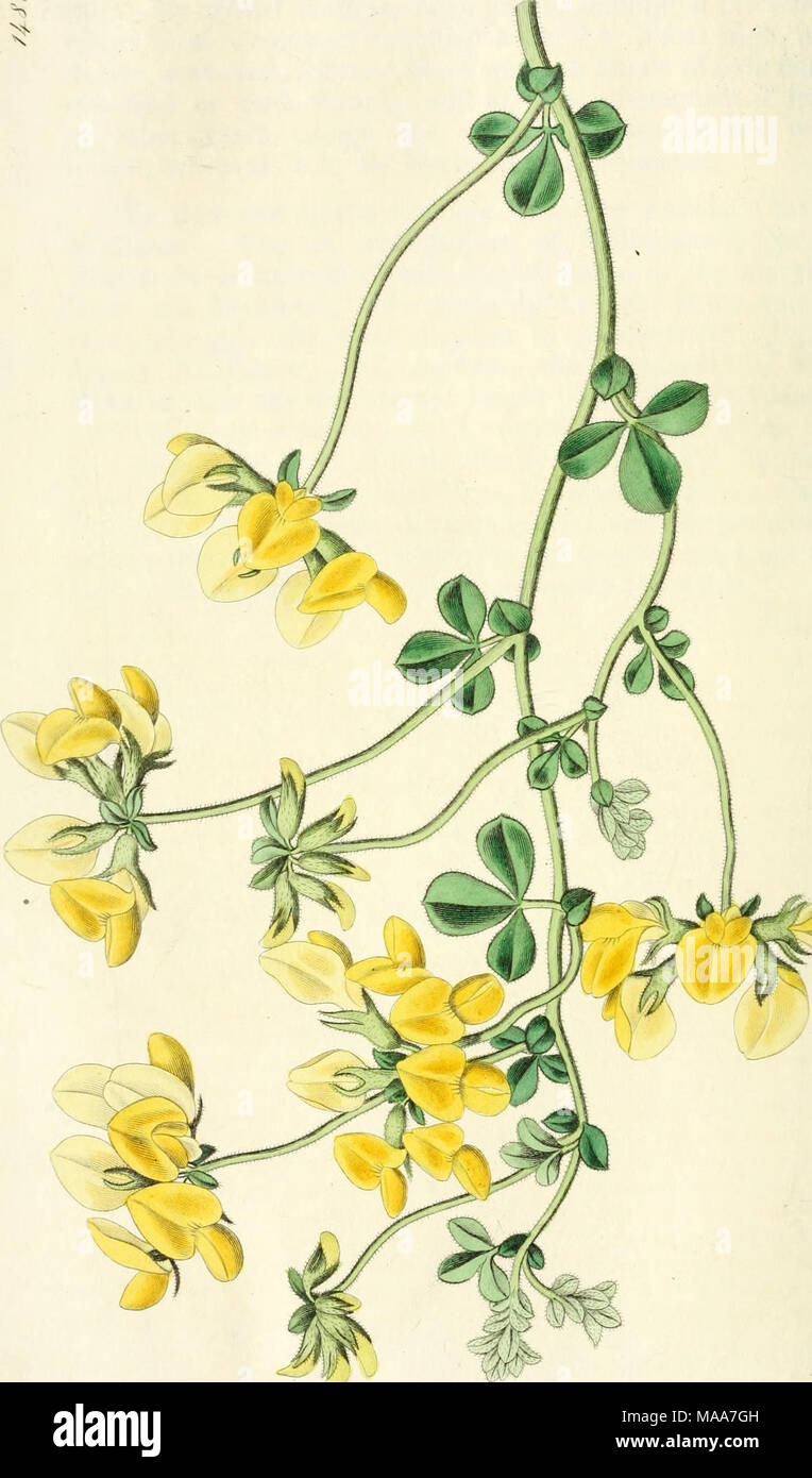 . Edwards' botanical register, ou jardin de fleurs ornementales, et le bosquet .. .   Banque D'Images