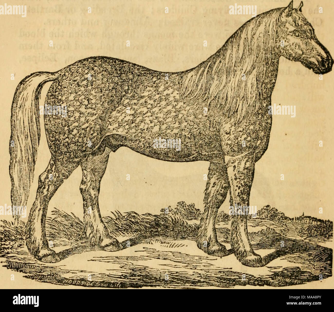 . L'éducation : enseignement cheval chevaux et autres animaux d'obéir à la parole, signe, ou signal, au travail ou en voiture : De plus, l'élevage d'animaux, et de découvertes en physiologie animale : et l'amélioration des animaux domestiques . Norman gris. Le Gray Norman est un croisement de la région sur le projet de l'anglais. Arabe sat a les yeux nerveux, petit menton et la tête, de la lumière, mouvement facile facilement dirigé par bridle qu'une dame peut conduire en sécurité, et il est en court-circuit, le plus précieux pour une ferme. Assez grand pour tirer le bien. Voyage bien sous la selle. La façon de tenir sa tête est une preuve de sa docilité et de l'état Banque D'Images