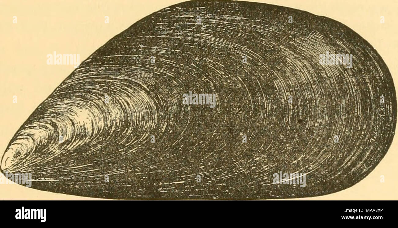 . Mollusca économique de l'Acadie . Fig. 11. ÂMytibus edulis. La taille naturelle. Â"l'enfer est sombre-yiolet, d'argent et de temps, et souvent très beau. La longueur moyenne des adultes est d'environ trois pouces, bien qu'ils grandissent aussi grand que cinq, et même plus de huit pouces dans de rares cas en Europe. Ils varient considérablement dans les grandes lignes, la nature de la variation d'un individu en fonction â principalement sur les conditions dans lesquelles il a grandi. C'est un fait non négligeable pour l'homme, comme on le voit actuellement, que les moules comestibles sont grégaires. Tous les visiteurs de la rive me rappelle bien les grands lits, j'ai souvent acres Banque D'Images