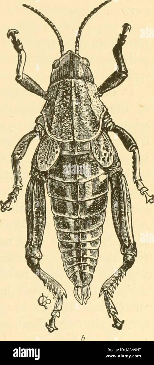 . Entomologie économique pour l'agriculteur et producteur de fruits . Les sauterelles de foi.-Dictyopkorus reticulars ; a, b, Bracliystola magna. Deux très gros et maladroit, les deux espèces sont connues sous le nom "lubbers ;" L'un en Floride, à ailes courtes, jaune et noir, est cornes reticulatis, Didy op-l'autre, une espèce des plaines de l'Ouest, d'un brun sale, et avec de simples rudiments d'ailes, aussi connu sous le nom de " Buffalo, sauterelle" est un Brachysto/magna. Dernière à être mentionnés dans cette série sont la "huppée" ou Tettigintz, criquets. Ces petites créatures remarquables ont la pro- Banque D'Images