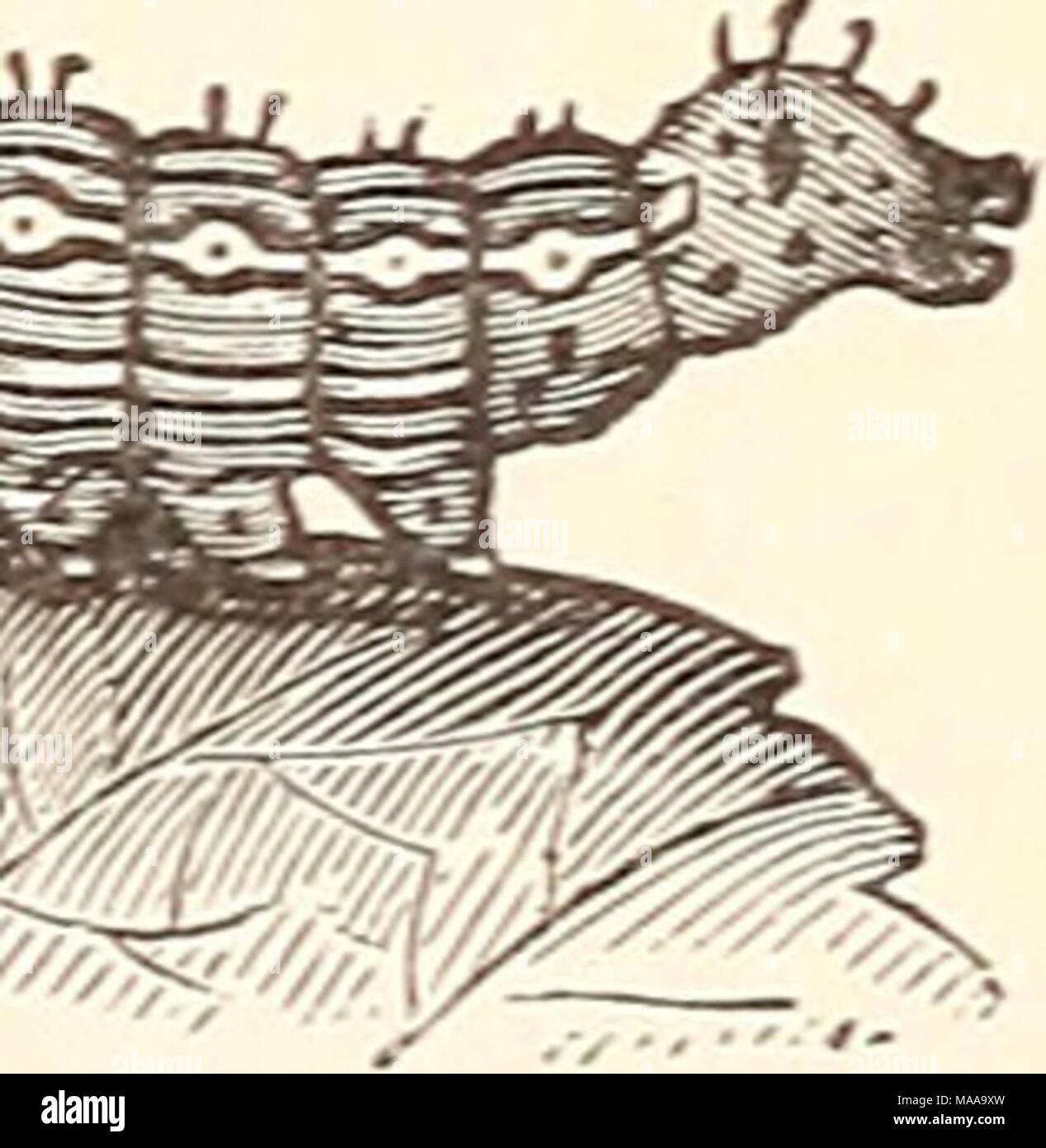 . Entomologie économique pour l'agriculteur.. . La tête. Il y a un certain nombre de courtes apophyses épineuses le long du dos, et certains qui sont plus grandes et plus important sur un segment d'entraver. Le papillon qui se dégage de cette larve est le CEdem- icinna7CO de l'Asie, et est d'une couleur brun clair, les ailes de l'expansion d'un peu plus d'un pouce, les antérieures brun foncé le long de la marge intérieure et plus ou moins teinté gris avant. L Banque D'Images