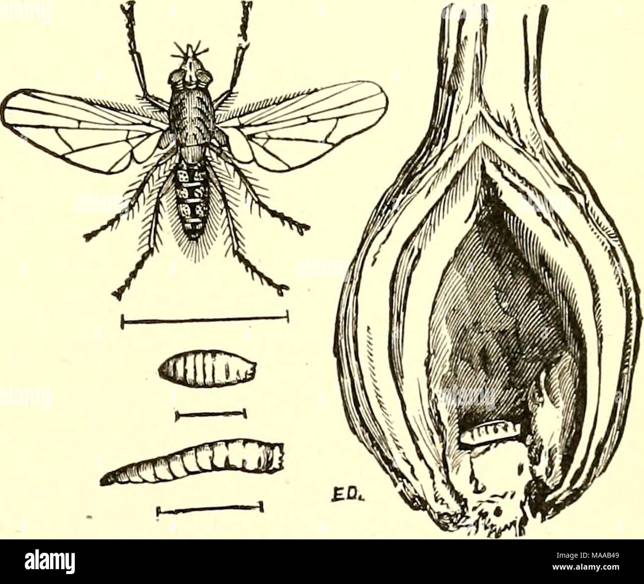 . Entomologie économique pour l'agriculteur et producteur de fruits [microforme] : et pour l'utiliser comme un texte-livre dans les écoles et les collèges agricoles . La mouche de l'oignon.-larve, pupe et adulte, et de l'article d'un oignon infestées. Banque D'Images