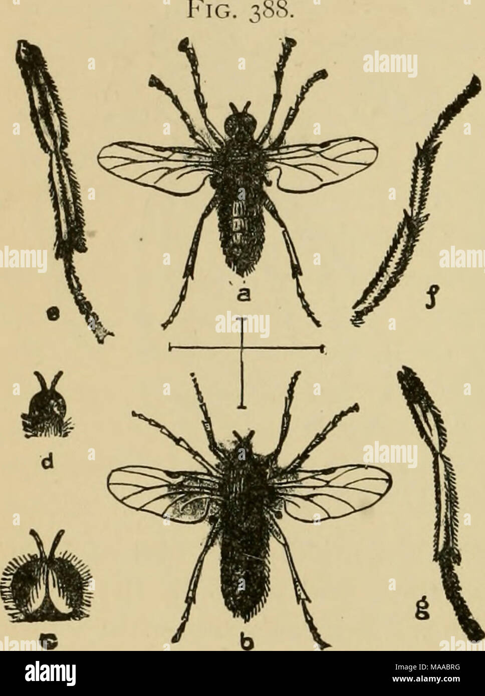 . Entomologie économique pour l'agriculteur et le producteur de fruits, et pour l'utiliser comme un texte-livre dans les écoles et les collèges agricoles ; . Bibio. albipciniis - Un, homme ; c, son siège ; b, fe- homme ; rf, sa tête ; c, f, g, d'autres détails de structure. " Les mouches noires" ou "les moucherons," à l'homme et les animaux domestiques, ern Woods et le "buffalo-" et "Turquie" de l'gnats-Sud et du Mississippi Membres sont de bons exemples. Ils sont plutôt Banque D'Images