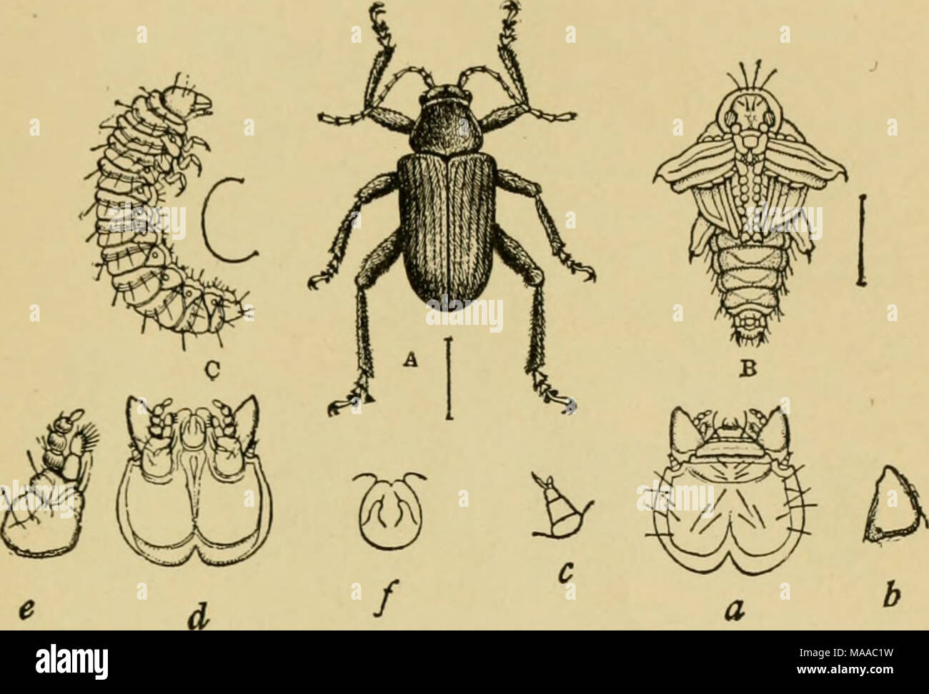 doryphora banque d image et photos alamy