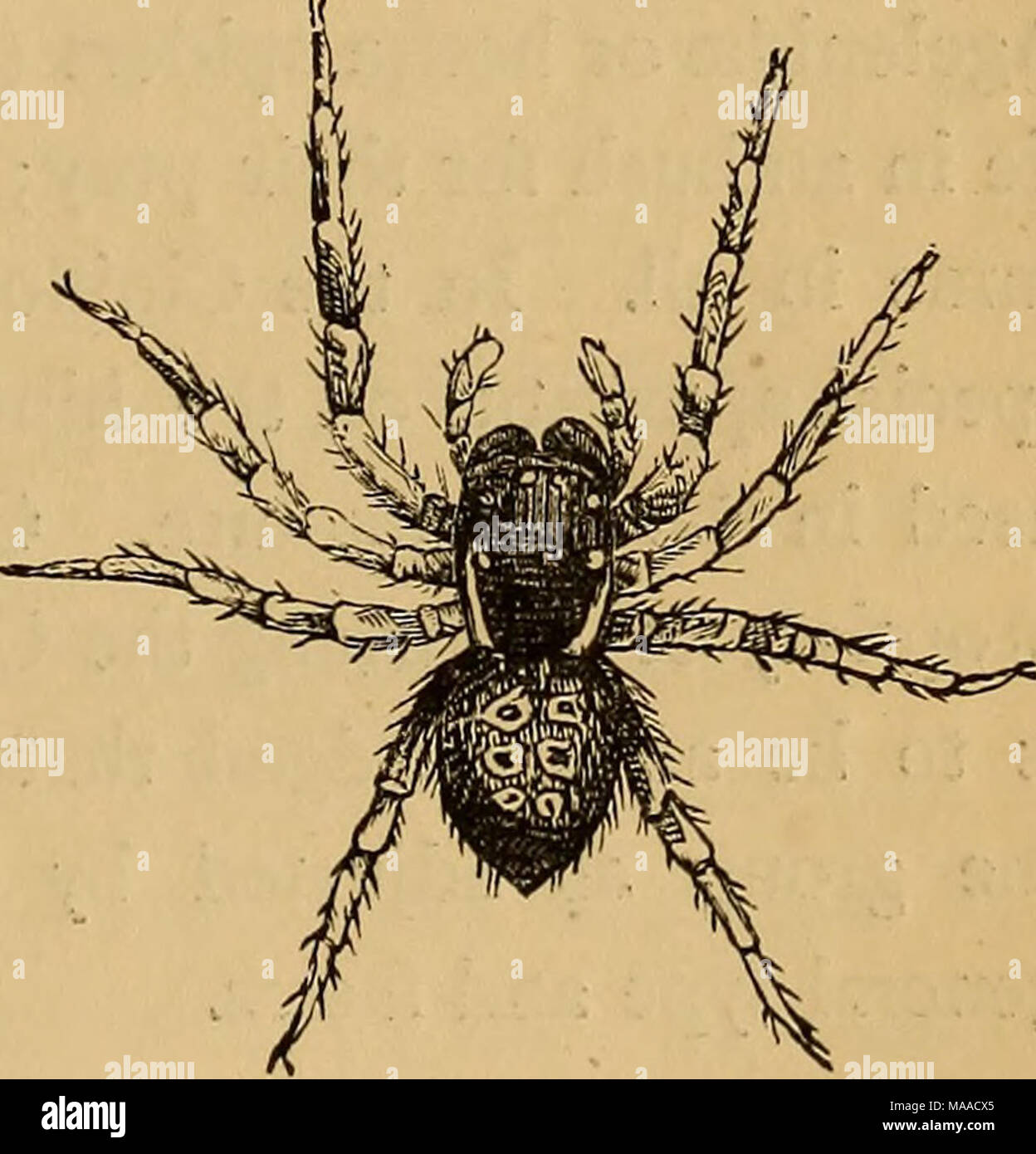 . Entomologie économique . Eresus cinnabarinus (légèrement agrandie.) N° 15. Eresus cinnabarimus {Oliv.).-15. Croquis élargie. Au-dessus de noire, avec une tache rouge à la base de chaque côté de Banque D'Images