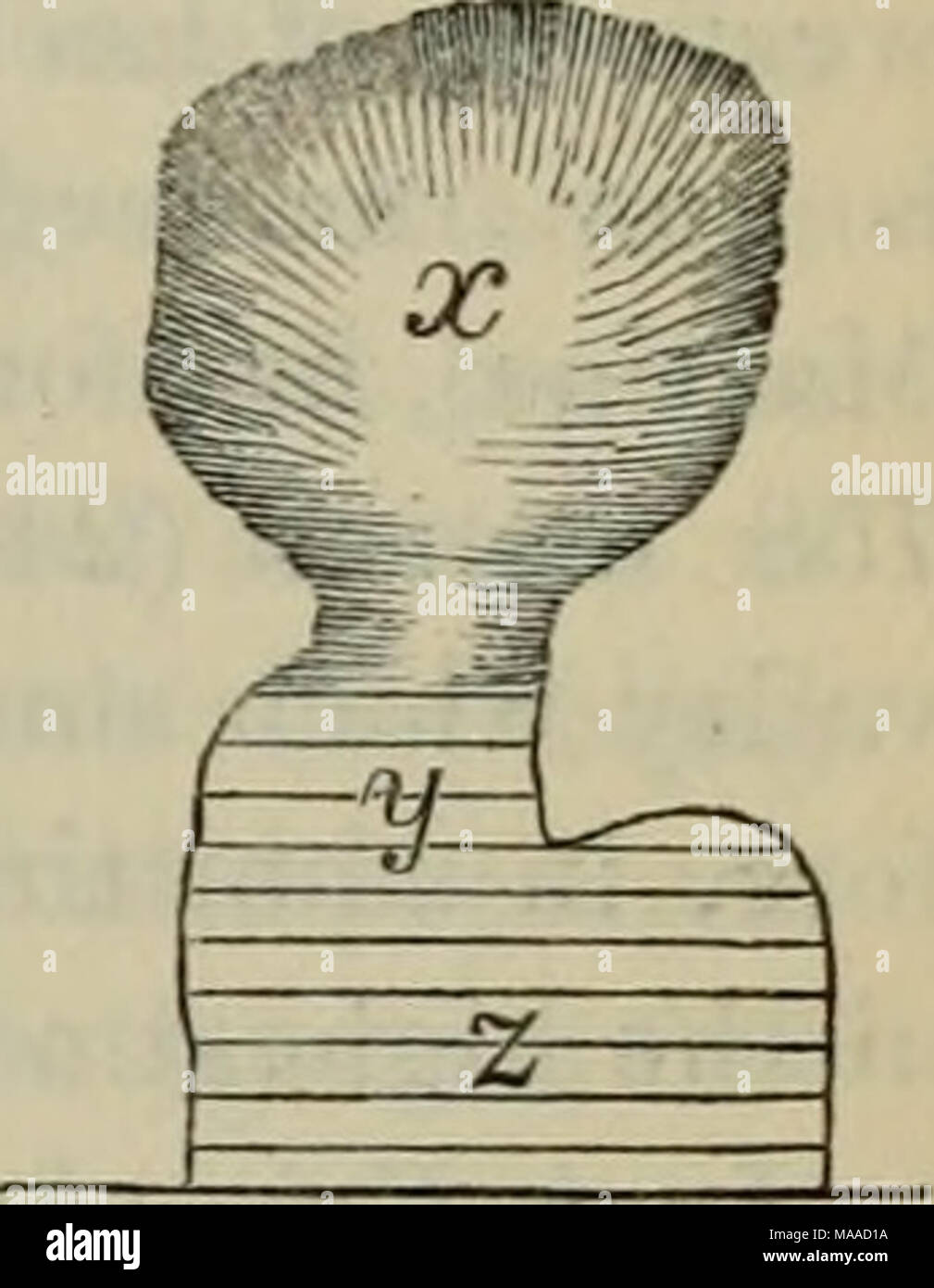 . Edinburgh New Philosophical Journal . dans la région centrale de l'Ecosse. 167 Il avait précédemment occupé, et exercerait une immense pression latérale sur les murs de la vallée confiner. Par conséquent, c'est dans ce genre de situation que profondément groovings, et en particulier sur des surfaces verticales, doivent être recherchés. Quelque chose du même genre est vu à Gareloch, qui a une forme ressemblant à la figure en annexe. Stries et des grooves abondent dans la vallée circulaire x, où la glace doit avoir perçu ; ceux qui sont en bas sont peu nombreux et gros ; ceux qui sont sur les côtés de nombreuses, mais généralement de petite taille. Au y, où le val Banque D'Images