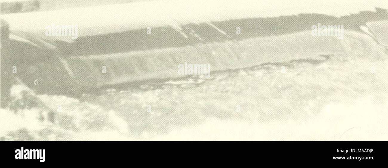 . L'écologie des marais du delta de la Louisiane côtière : un profil communautaire . Banque D'Images