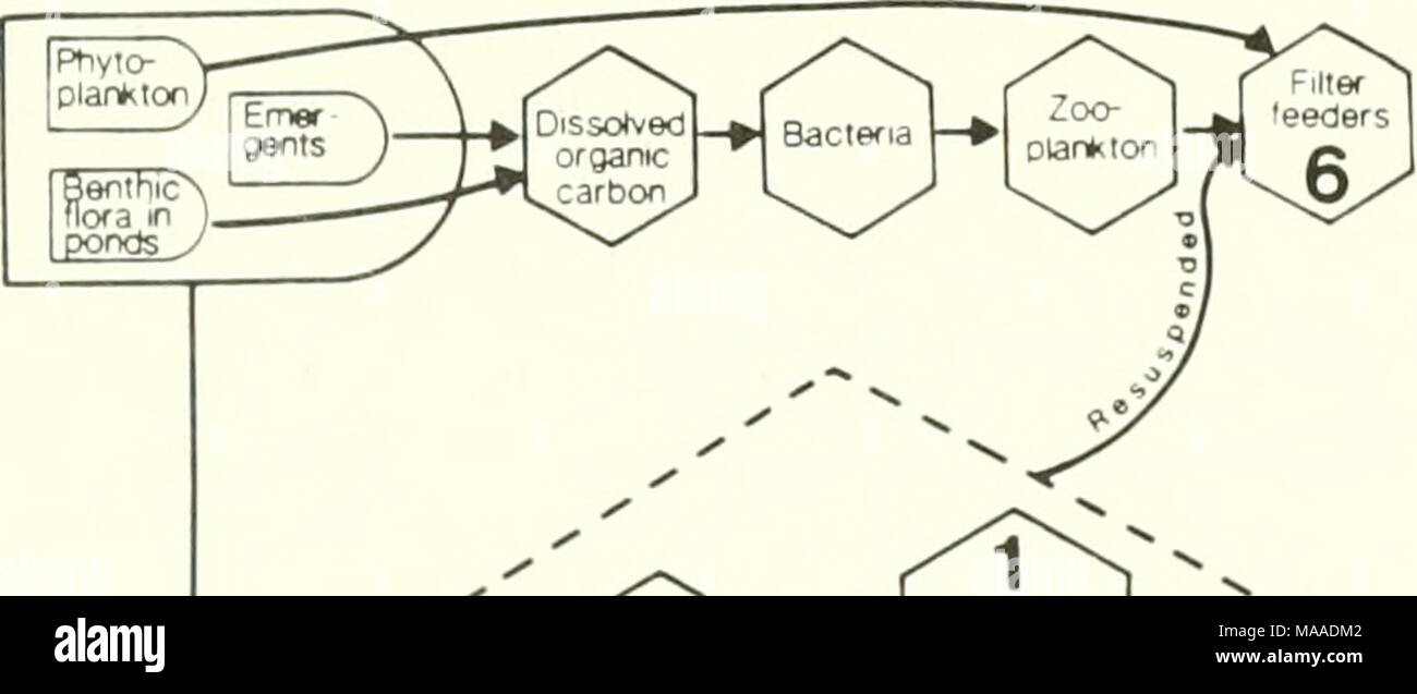 . L'écologie des marais du delta de la Louisiane côtière : un profil communautaire . Crevettes pénéides mer crabe bleu Bleu barbue barbue barbue de l'Achigan à grande bouche tambour tambour noir rouge argent mulet perchaude lépisosté tacheté gar Alligator basse jaune f ^F) * J'Detmus" Microbes j'-f I J 1- Denthos MetobenTfTos Macro Sora Râle gris martin-de-Corbeau Poisson petit blongios Canard noir Canard souchet le harle couronné l'avocette d'Western Sandpiper chevalier solitaire le phalarope de Wilson Le Bécasseau variable bécassine des pluvier siffleur tuer deer Omble de fontaine l'alose à gésier Pinfish Hogchoker Tidew Spot (juvénile) Banque D'Images