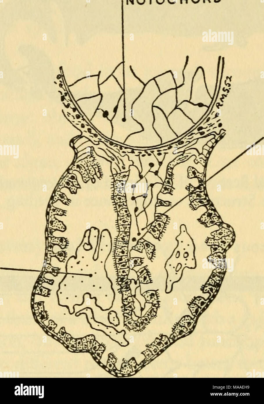 . L'écologie et l'histoire de la vie de la grenouille rousse (Rana temporaria temporaria) . SEPTUM 0,5 MM Fig. 19. La section transversale de l'CEsophagus d'un têtard de Hypopachus aguae montrant les deux canaux distincts pour les cordons muqueux jeter les grosses particules dans le vaste entonnoir oesophagienne par centri- force fuguée, et ces serait acheminé vers le bas l'oesophage par cihary l'action. Il a été suggéré que les filtres sont les organes de perception, et donc ils sont dans un hmited de sens. Il semble avoir été négligé que les filtres de toute nature sont toujours exploités par intermittence, et que, Banque D'Images