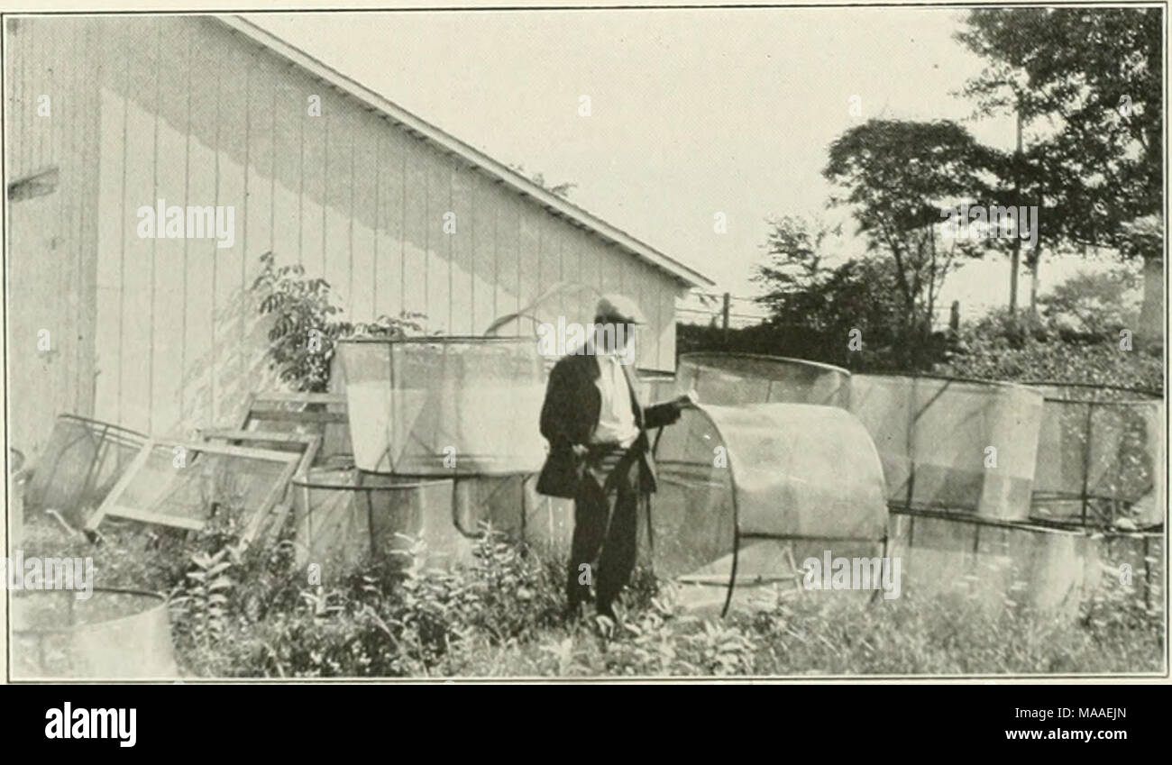 . L'écologie et l'économie de l'Oneida Lake Fish . Fig. 244. Écran utilisé sur de petits nids-iiK&gt;ulh Lass noire à Oiicitla Hatchery, July 9, 1927. Banque D'Images