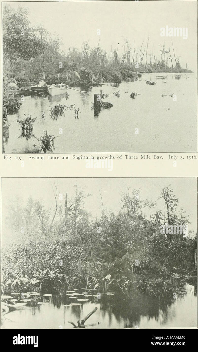 . L'écologie et l'économie de l'Oneida Lake Fish . Fig. 198. Détails de la rive marécageuse à trois milles du foin. 3 juillet Banque D'Images