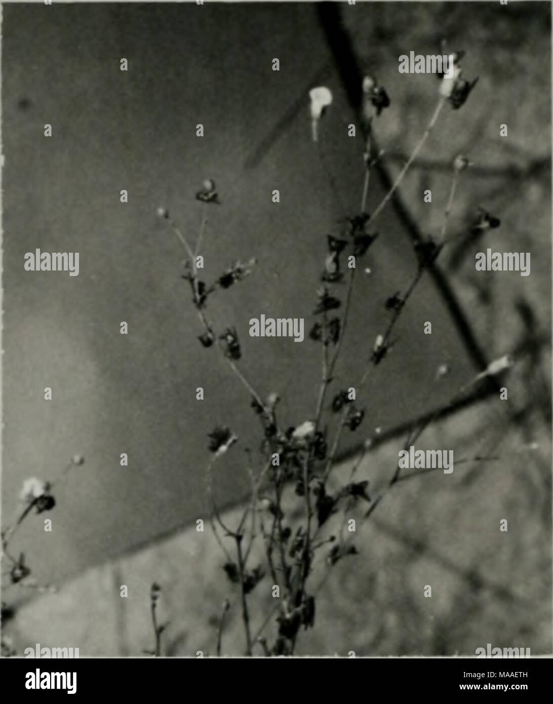 . L'écologie et le contrôle des principales mouches associée à une usine de compost . Fig. 20. Surtout M. domestica se percher sur la lutte contre les mauvaises herbes de nuit à l'andfi ville 111. Banque D'Images