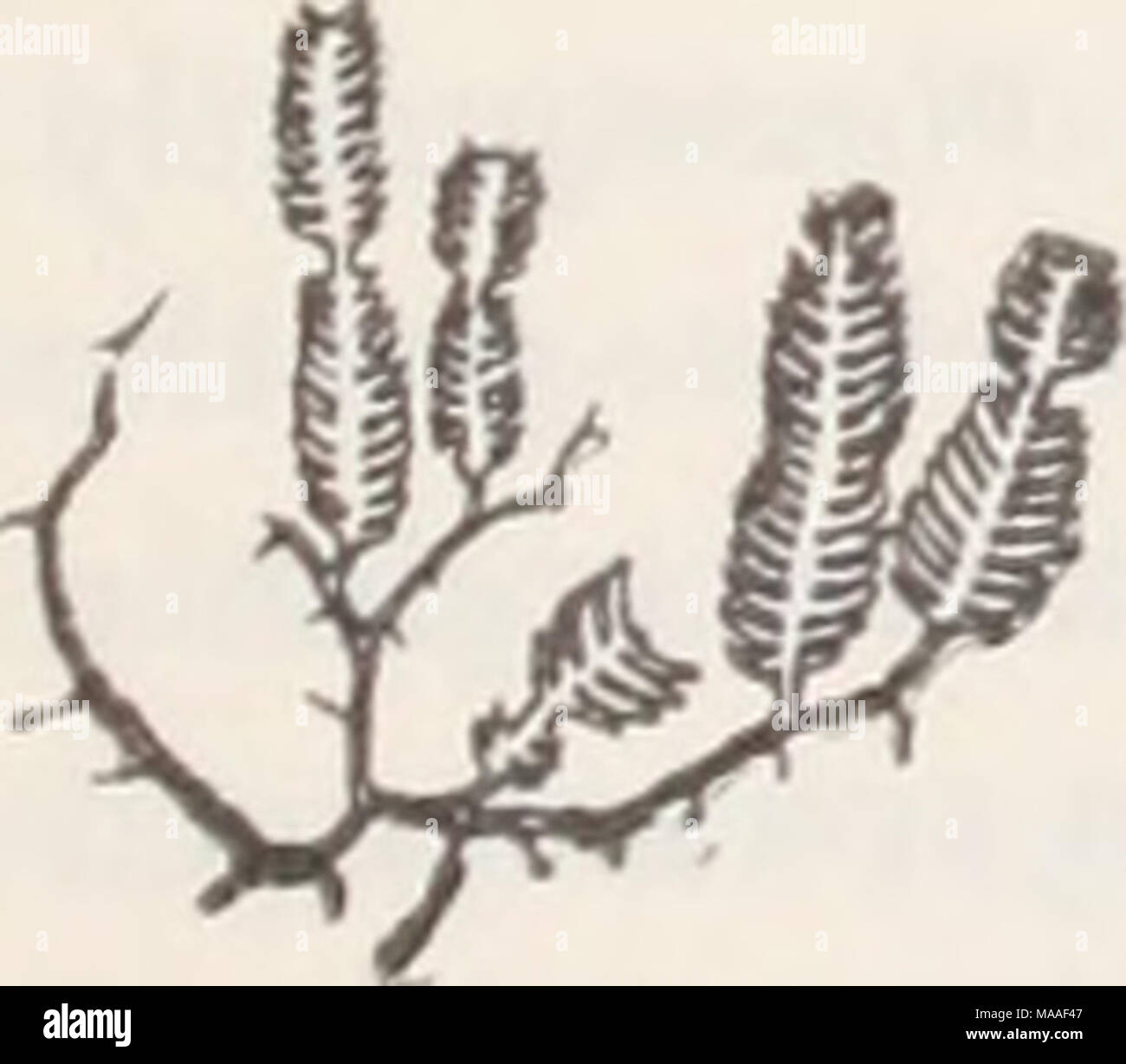 . Des études systématiques et écologiques des espèces de Caulerpa Ceylan . Fig. 6. C. taxifolia (Vahl) w. c. b. //Interru. Zep, n. f. (1 X 1). Banque D'Images