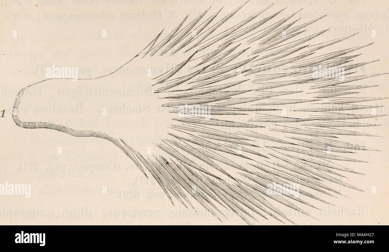 Le Dr L. Euler's Kryptogamen-Flora von Deutschland, Österreich und der  Schweiz . Fig. 1. Hericium Hystrix ; (nach Micheli). Hychium. Sehr  verschieden Fruclitkörper krustenfürmig gestaltet ; bakl, chauve,  clavarienartig hutförmig halbirt