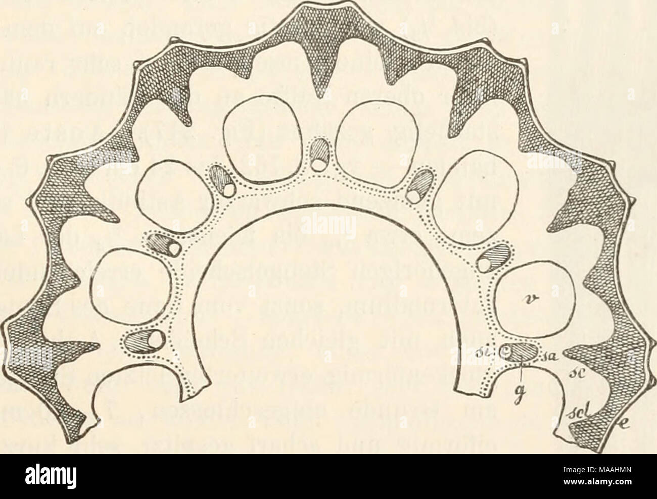 Le Dr L Euler S Kryptogamen Flora Von Deutschland Osterreich Und Der Schweiz Equisetum Trachyodon A Br Querschnitt Aus Einem Steugelinternodium Vergr 3 O E Epiderme Sc Sclerenchym Dasjenige Der Riefen