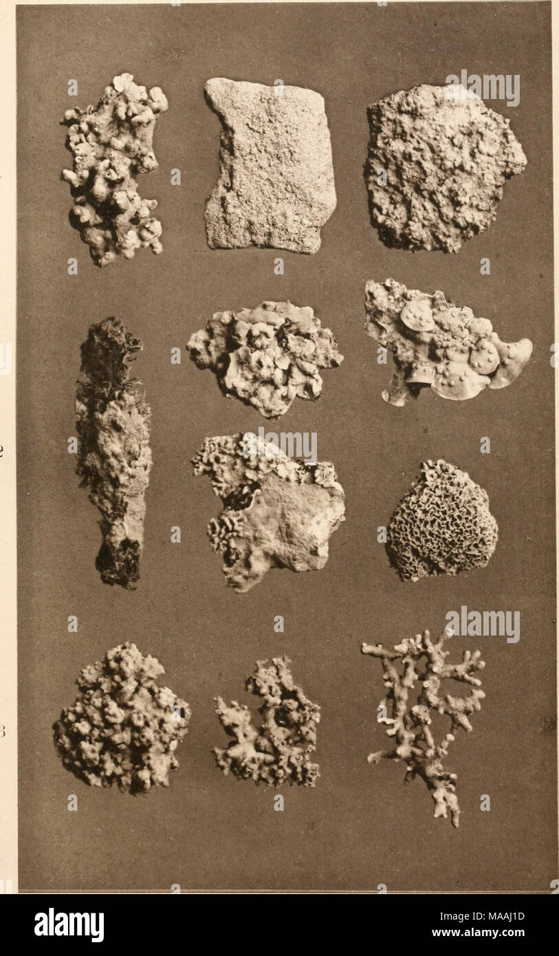 . Le Dr L. Euler's Kryptogamen-Flora von Deutschland, Österreich und der Schweiz . k 5. &Lt ;), je. .S Ji. 10.11. l'hotni ;- !-. / HillqlU Tlifst. ;,. rinviaiiil.'. rli-li'T J'res.^ iiiliurk.'M .1. J' !. Ohn-jullir liuiliiu, â. Fi.H'. 1, 2, paragraphe 5. C.Melobesia vstosirae Hauck. ManÃ¼llosnm ; !. lithothamnion Hauck. 4. Lithophylliini Lenormaiidi Arcscli.) (Ro.san. ."). Lithothamnion Sonderi Hauck. 7. ] Jtliophvlluni lichenoides (injecteurs et Sul.) de l'UE.^un. - S. !). Lithiiphylluni. cri-;tatuni ]leni'.euh. Lithnth Ion' fn.,-irn1.-,tinn. ll;nn.nvK) ivm-ii - IViilirnln'. Banque D'Images