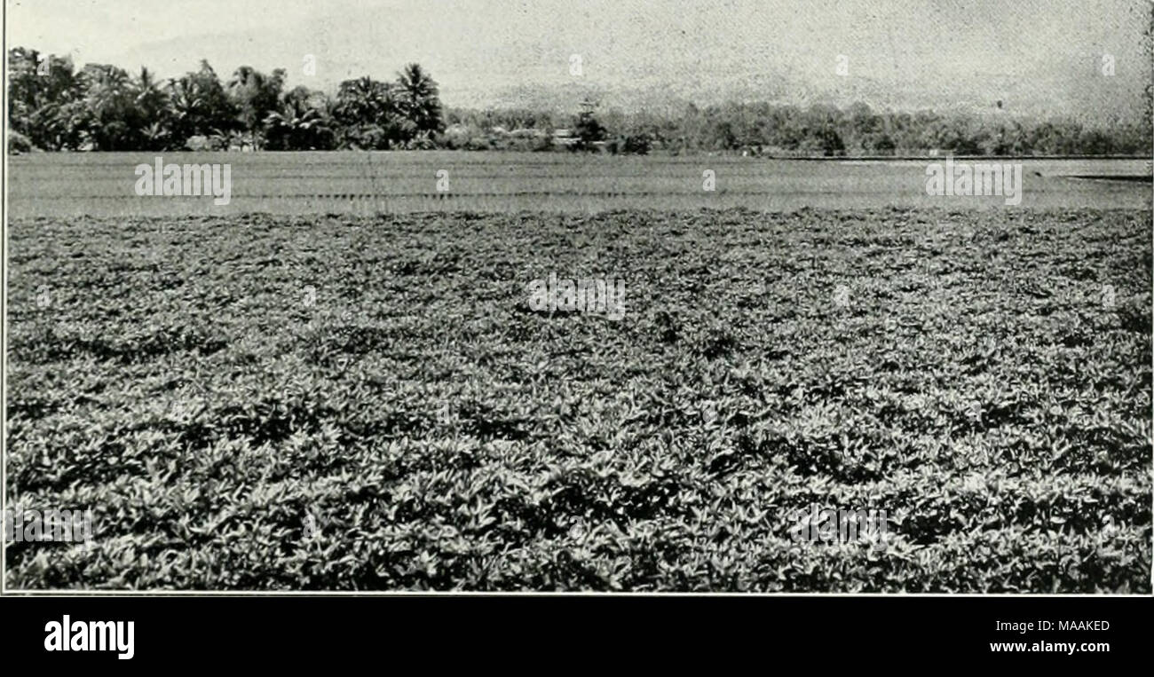 . Le Dr K.W. van Gorkom's Oost-Indische cultures. Opnieuw uitg. onder redactie van H.C. Prinsen Geerligs. [J.P. van der Stock porte et al.] . ig. 276. A;ni|il.uit &gt;Ipoinoca kctcla (ni). de rijen rencontré aarde bedekt. Dans Midden- en Oost-java heeten dergelijke bedden, goeloct Socndalanden heuleuron dans de. Een dag du Meir na het uitplantcn beginnen de stengels uit te loopen, eene semaine plus tard worden de jonge loten weder verwijderd vermits om de stekken depuis ce temps-là te geven nieuwe, krachtiger te loten vormen. Environ : vier semaines na het wordt uitplanten aanplant gewied ; est de deze twee mois environ : Banque D'Images