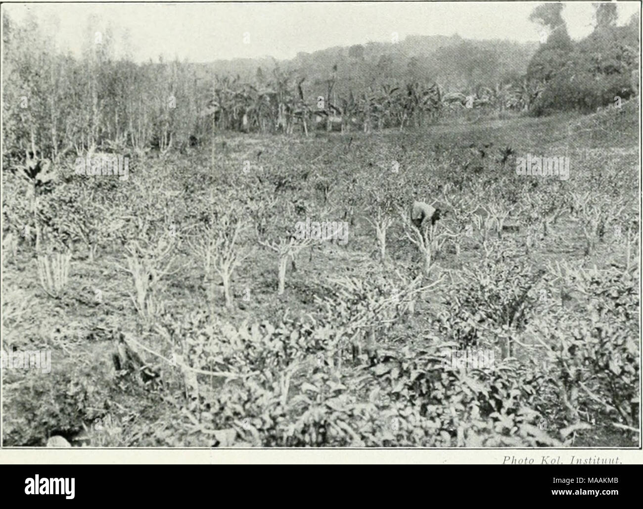 . Le Dr K.W. van Gorkom's Oost-Indische cultures. Opnieuw uitg. onder redactie van H.C. Prinsen Geerligs. [J.P. van der Stock porte et al.] . Fig. 141. Cicsnuciile tlicc siiociu-tuiii ; nieuwe ij/,c'(- iihiccic snoei Indix). snocimcthudc noodzaakt, die ons om na weinige jaren de zoo de l'usine verachtelijk te snoeien, dat de vorm verloren, DHS est en te verwerpen. Overplanten van het jonge plantjes uit de kweekbedden werkt op den stam en ook op de wortels als een jonge plantje snoei ; het zal zich daarna Ijeginnen vertakken te dhs. 1 )e eerste werkelijke snoei passé men niet plus tard orteil, dan wanneer de plante en il Banque D'Images