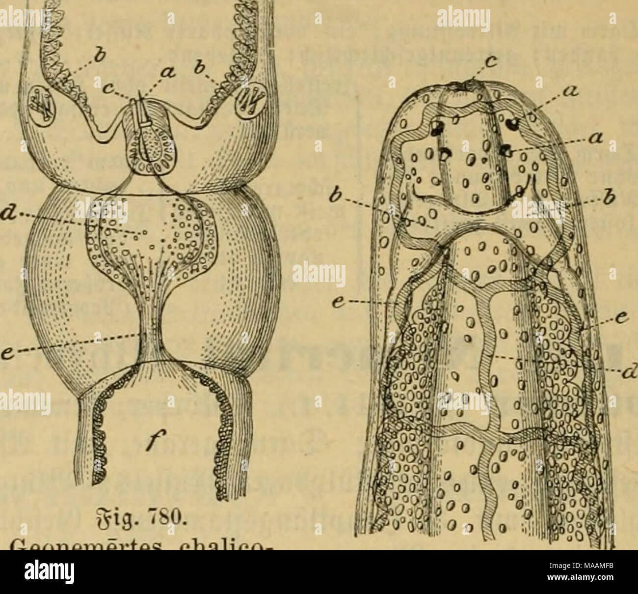 . Le Dr Johannes Leunis Synopsis der thierkunde. Ein Handbuch für höhere lehranstalten und für alle, welche sich mit der wissenschaftlich naturgeschichte der thiere beschäftigen wollen . gig. 7S0. Geonemertes phöra Ueberganggfteüc chalico- beö§au ; ftiir6aren mü^^nitteg dans l'UE et des finances ben briifigcn Sa&amp;f(^nitt ; t)ert. ergrcf;une Stachel ; b ©ru^Siebenftad^j pen sur&amp;eln ; c)9 Jün = bung ber@iftbvüfe ; d !£am = melraum sac für @ift ; 3e lugfüf rungggong iftbrüfe)ber @f ; älnfang iftbrü{ber @e. 5ig. 7s 1. SBcvbevenbc Geonemertes chalicophöra j'cn, tcn oben ; vergrößert. Une Stugen efjirn ; b © ; c SRüffe( = unb Banque D'Images
