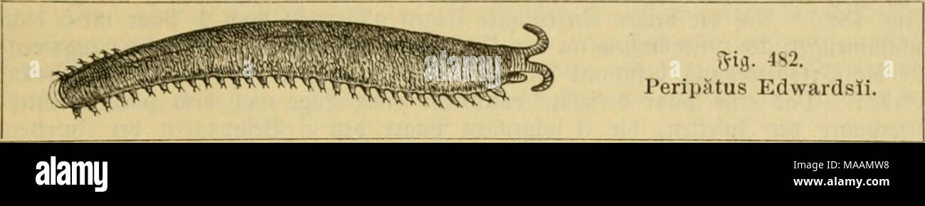 . Le Dr Johannes Leunis Synopsis der thierkunde. Ein Handbuch für höhere lehranstalten und für alle, welche sich mit der wissenschaftlich naturgeschichte der thiere beschäftigen wollen . P. capensis'') Gr. ^^B U t&gt;er ^cinpaavc 17-22. 9rm Tav. IV. 0affe. Araeliiioiflea'. 3^tttitcntl)tcte. ( !Fl&gt;ruft (Cephalothörax ticrfcf^))mcl, meldic jtuct,fr i)&gt;Slicfcr üicr onr mib *4&gt;nn'" Seilte trägt ; bcr iüd)t immer gefoubertc ijinterteib^t bcfi feine 3 ?eine. j'itevainv ^Muncntbicr über S'ale c : .^n &AMP ; ß. j'. 5 ?od), S)ie^uiteu 3lrai, getreu ber Jiatnr abqebilbet* na bcfd écrou^rieben Vo tti. Banque D'Images