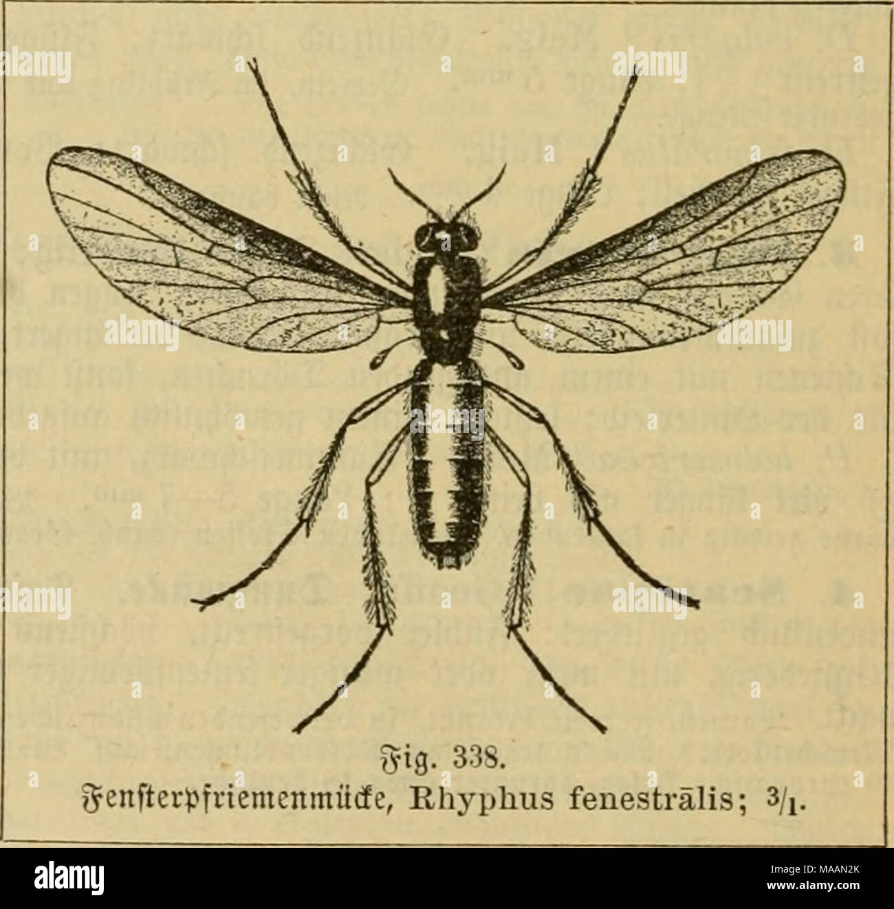 . Le Dr Johannes Leunis Synopsis der thierkunde. Ein Handbuch fÃ¼r Hôtel¶ici lehranstalten und fÃ¼r alle, welche sich mit der naturgeschichte der wissenschaftlich beschÃ¤ftigen thiere wollen . 1) 9 !"il rtertäeid 3a)fr (nota). 2) y.tovEo^neeig ; f(. 3) fpinnenäl^^ nlit. Ehyphus äfinli 4)-(^e. 5) öcn gefrümmt ; pu-fo. 6) genfter fenestra. Fuscäre öerbunleln 1), fe^^ma toari" Braun en. Banque D'Images