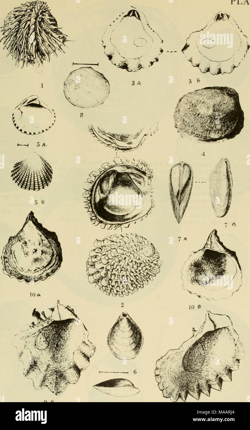 . East Coast Marine shells : descriptions des mollusques de la côte avec de nombreux vivant sous mer, du Maine au Texas inclus, en particulier en Floride, avec plus d'un millier de dessins et photographies . 149 M 9 plaque e Banque D'Images