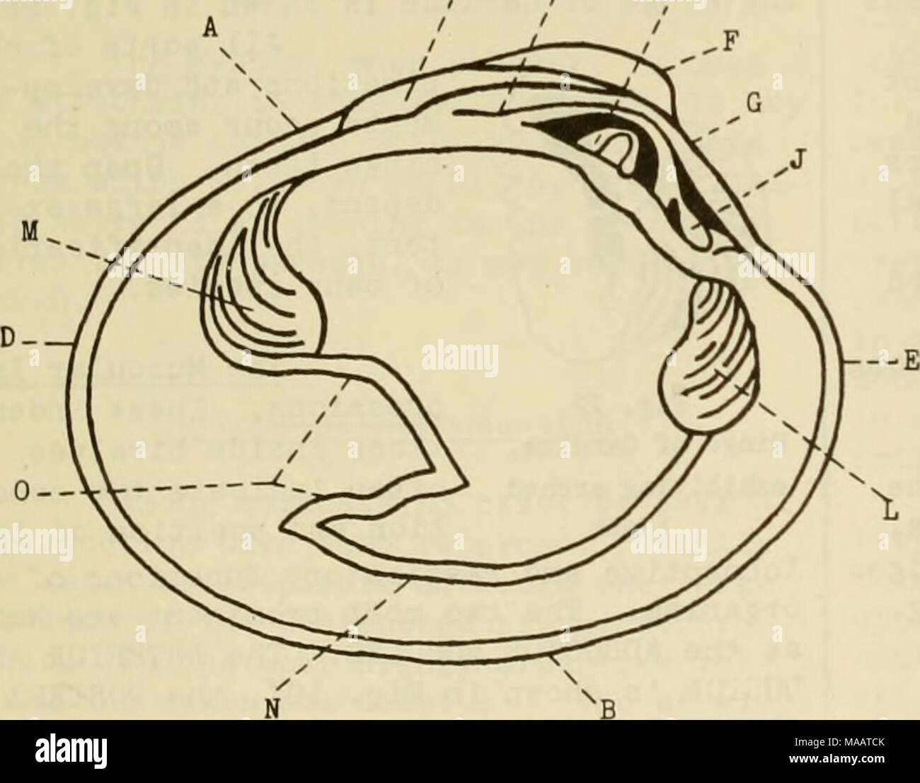 Sists Banque De Photographies Et D Images A Haute Resolution Alamy