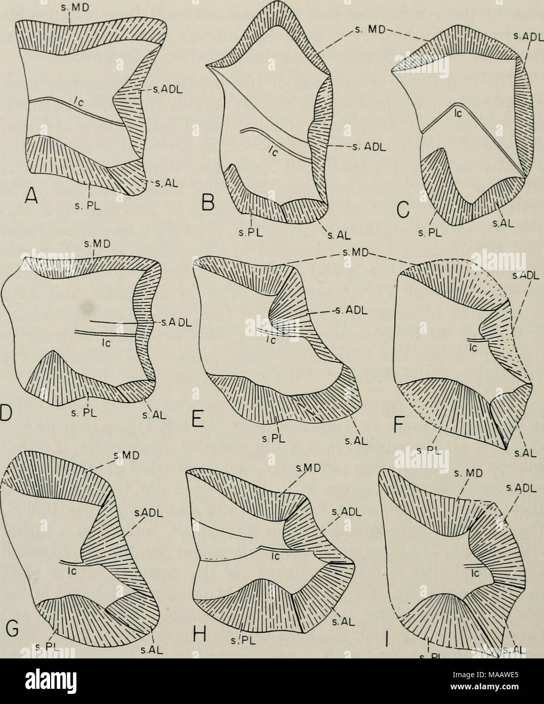 . Poissons du Dévonien précoce de l'Utah : Arthrodira . s. PL Fig. 109. Dorso-latérale postérieure droite de plaques d'Arctolepida, tous réduits à la même zone. Un Phlycfaenaspis, acadica, après Heintz, 1933 (X 0,8) ; B, Pro- sphymaspis subtilis, après Gross, 1933b (x 1,2) ; C, Stensio Gronlandaspis mirabilis, après 1939 (X 0,5) ; D, Phhjctaenaspis heintzi «", après 1937, brut (X 1,0) ; E, Anarthraspis sp., restauré à partir de 1527, 261 PF (X 0,8) ; F, Aethaspis major, PF 303 (X 0,6) ; G, arctolepid indéterminé de l'Utah, PF 534 (X 2,8) ; H, Bryantolepis brachycephalus, PF 180 (X 2,6) ; I, Kujdanowiaspis sp., Banque D'Images