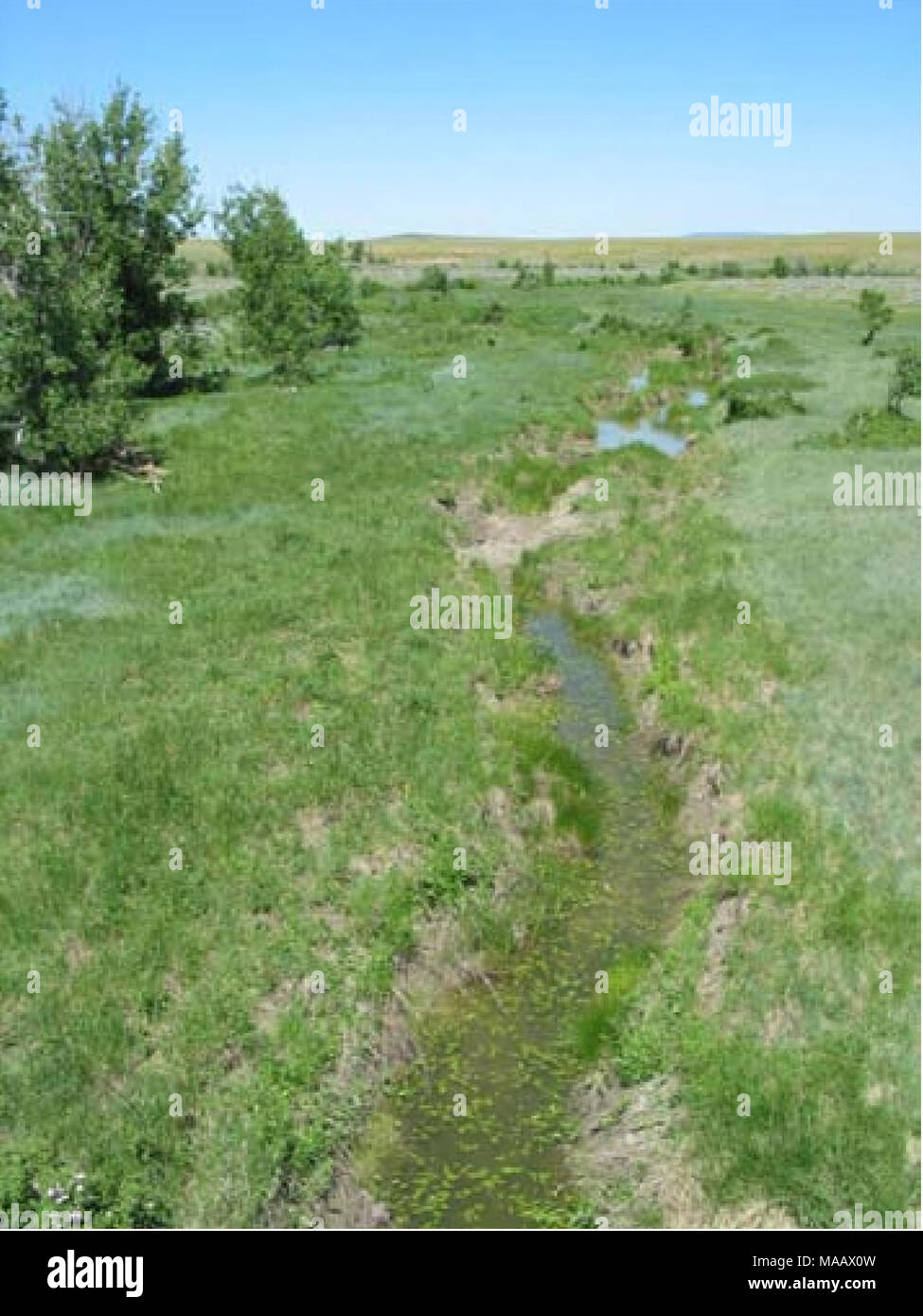 . Enquêtes aquatiques et l'évaluation de la région de Slim Buttes Harding et Butte Co., SD . Figure 44. South Fork Moreau River # 1 (AES005), à l'habitat piscine végétative à partir de pont -^&amp ; ^^-^^^^^^m W ll^  % ''f â .* # - Banque D'Images