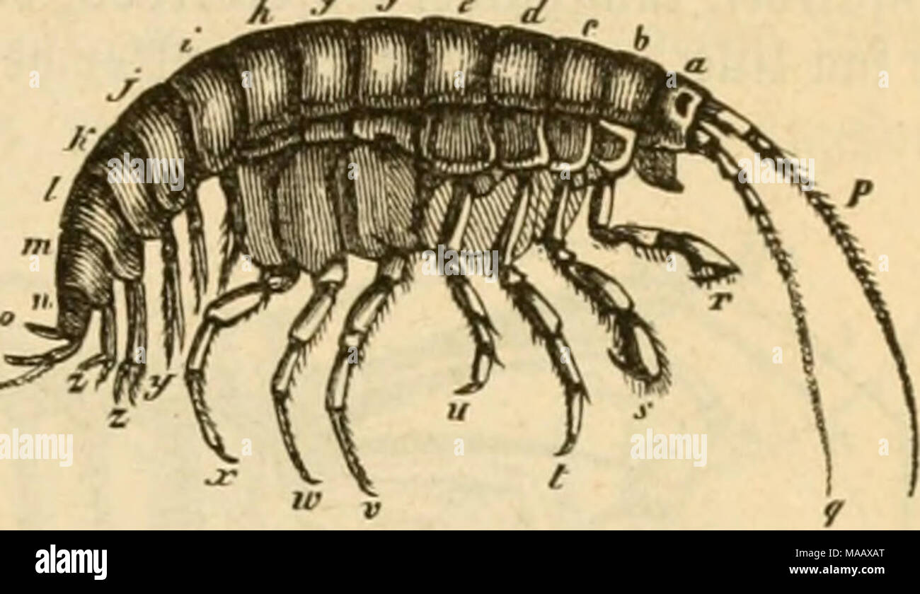 Dyreriget Laerebog Zoologien I Nr 1 Eve Enten Ligelebca Blafcformirte Oirfe C Cg Ba Ncermeft Foin A C Nie Rebffabev Toa M Eder Jace J Fpibfe Cvni Af A C Tifte Og Unberfta Dreta Tte Ta C Joppenbe A