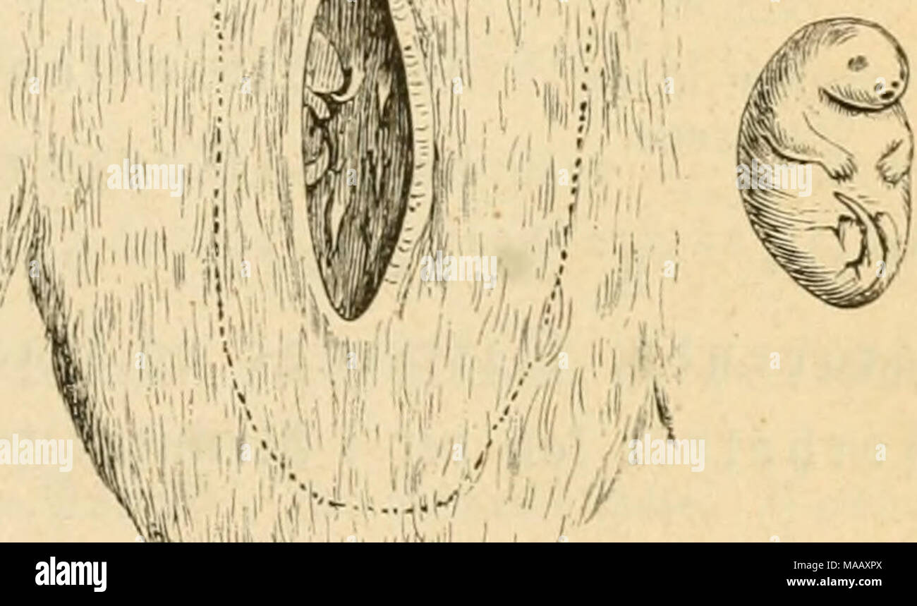 . Dyreriget Laerebog zoologien : (i, nr. 1) . fung 09 ^iingrotte cii af unge. ciflebe bøiebe unberSugen og inb ; bcreø enefte^^ttring gitj t beftaoer j, à être, être bragte naar ere one i "iPungen, fuge fig til du GAFI être ffjnlte^j benne ' ( atteoorter^^ig. 52) ; je benne ©tilling être forblive aaneber ?3D plus, efter ^« ^rigcligen forløb é p i être naaet ipatte atoe "vungernet^* bt)faebcanlige Ubbannelfe^fortabe iPungen trin og * ; les hommes être lOioberen føge tourbière følge og ofte Tilbage til pour bcelé ^^ungen au BIE, beelé unbfll^e pour^inbtil j'arer, être ftcre bleiMie ere faa, à ben iffe ventilateur - politiske kriterier rumme bem Banque D'Images